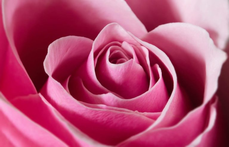 6 Benefits of Rose Water in Homemade Cosmetics