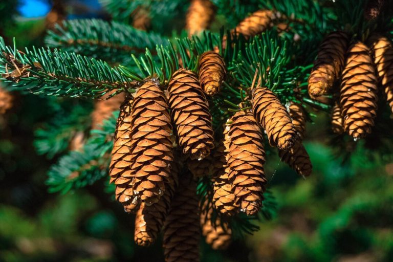 Pine Essential Oil: 2 Invigorating Recipes for Skin and Hair